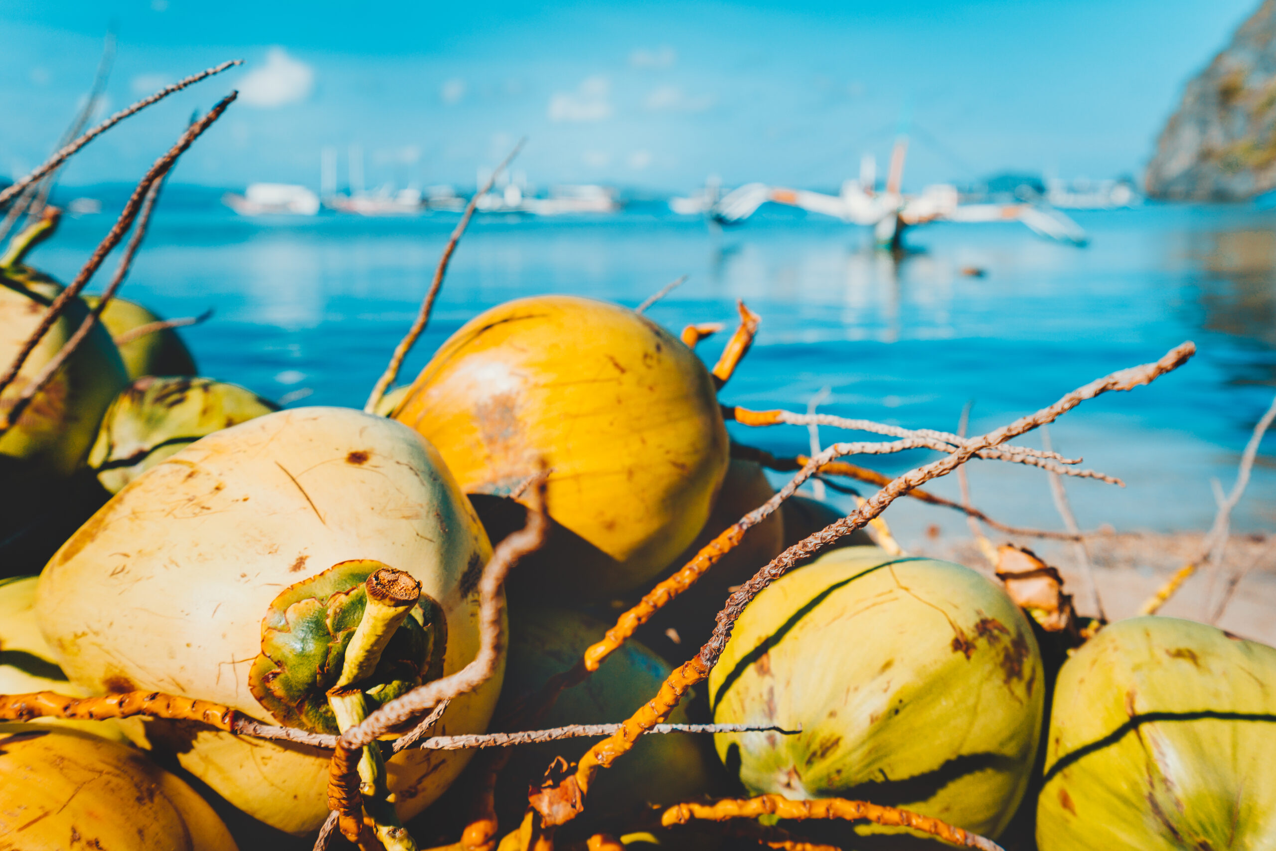 Close up of coconut fruits on the corong corong beach in El Nido, Palawan, Philippines.