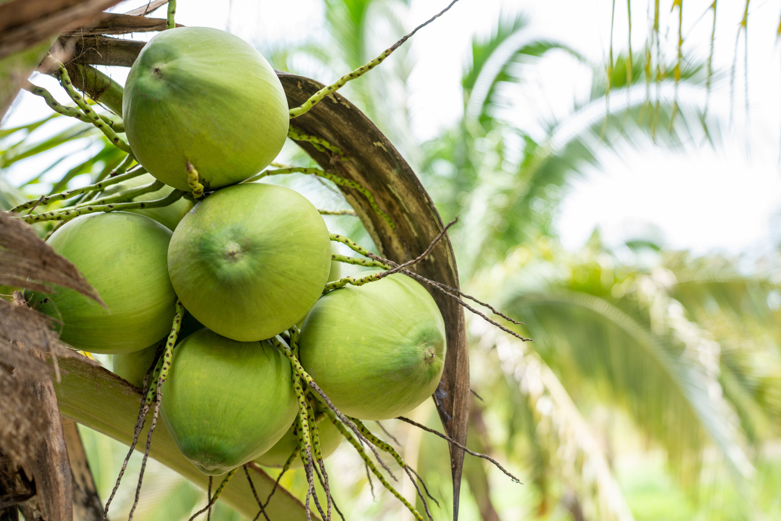 Coconut Tree at Coconut Farm. Fresh Coconut for drinking and refreshing.